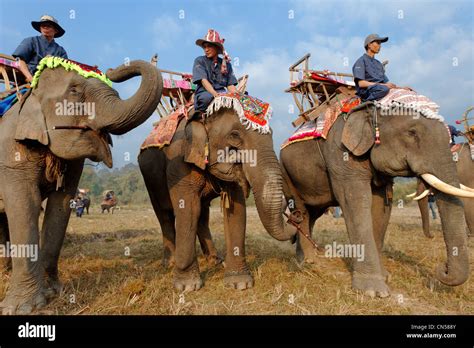 Laos Sainyabuli Province Hongsa Elephant Festival Preparing For The