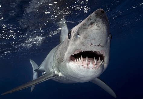 The 7 Deadliest Sharks In The Uk Swimming With Sharks Oyster Diving
