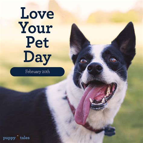 Love Your Pet Walk In Your Dogs Paws Puppy Tales