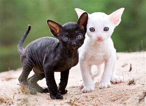 Cornish Rex Information And Cat Breed Facts Pets Feed