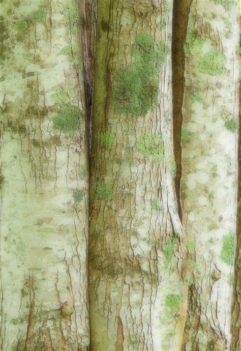 Three Trees Growing Close Together With Weathered Bark And Pale Green