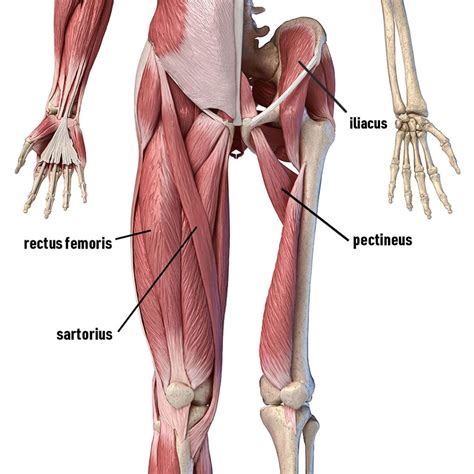 Hip Flexor Muscles
