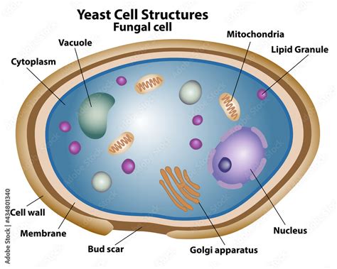 Vettoriale Stock Yeast Cell Structures Anatomy Of A Fungal Cell