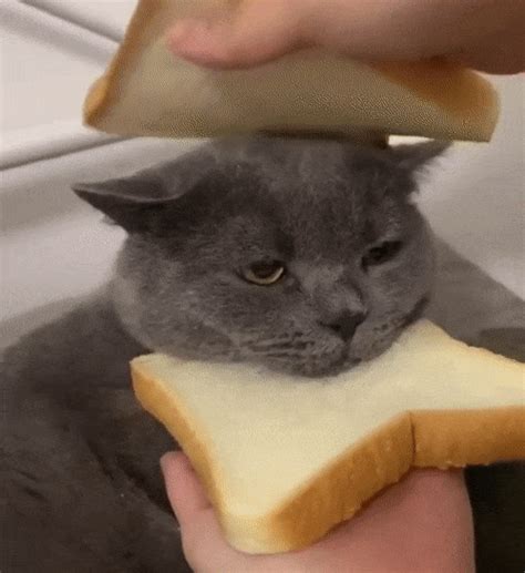 So People Are Making Cat Sandwiches Now