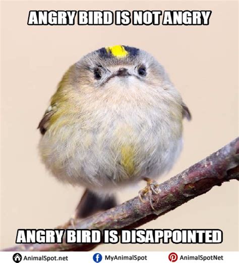 20 Adorable Bird Memes Thatll Tickle Your Heart