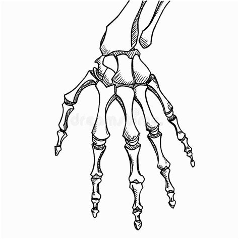 Skeleton Hand Vector Sketch With Hand Bones Isolated On White