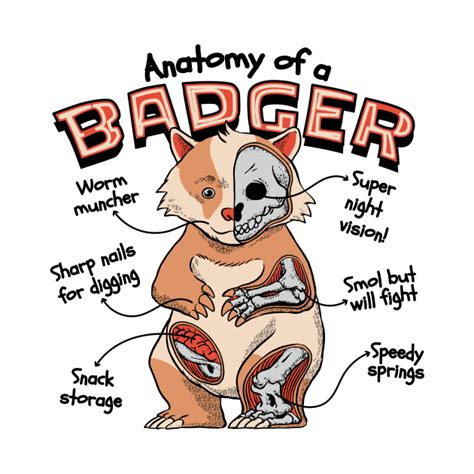 Badger Anatomy Funny Kawaii Kawaii Badger Pin Teepublic