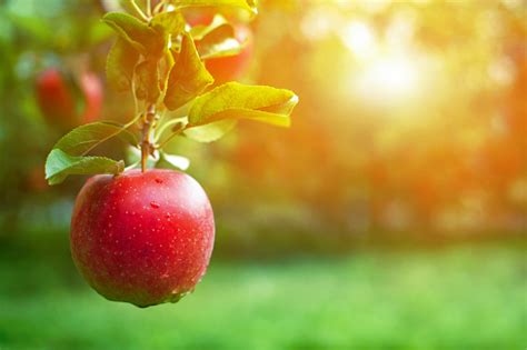 Apple Fruit Pictures Download Free Images On Unsplash