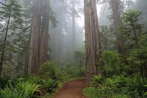The 10 Best Hikes In Redwood National Park California