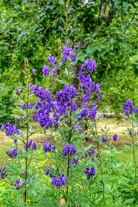 11 Tall Perennials To Add Depth And Beauty To Your Garden