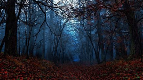 Spooky Forest Wallpapers Top Free Spooky Forest Backgrounds