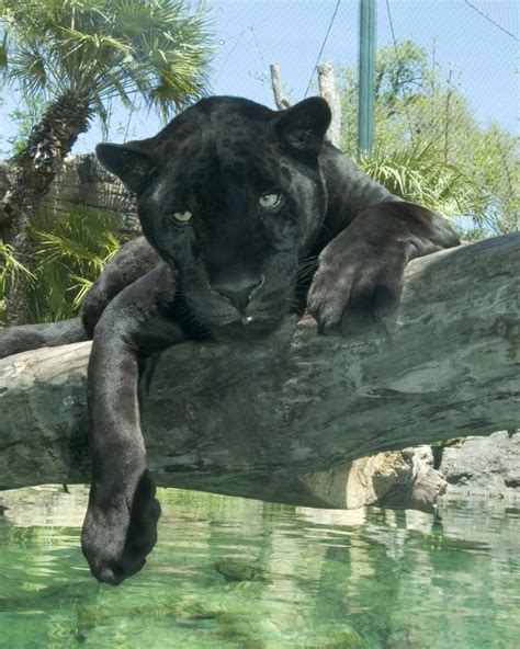Black Wild Cats In Florida Care About Cats