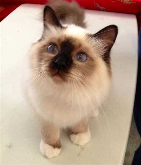 Birman How Could You Say No To That Lil Face Birman Cat Cute