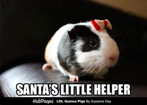 Funny Guinea Pig Photos And Cavy Memes Lol Guinea Pigs Lolguineapigs Hubpages