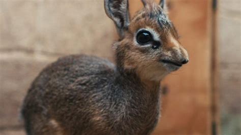 Rare And Super Cute Baby Antelope Born In Zoo Cbbc Newsround