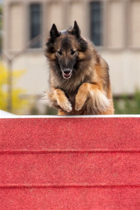 Maybe you would like to learn more about one of these? Belgian Tervuren | Belgian tervuren, Dogs, Dogs and puppies