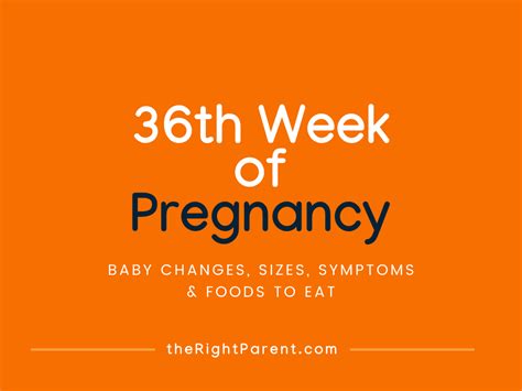 36th Week Of Pregnancy Changes Symptoms Foods And Care
