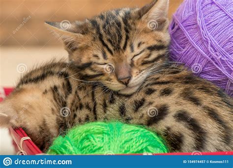 Sleeping Bengal Kittens With Balls Of Thread Close Up Stock Image