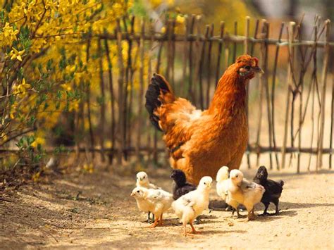 Ayam Dan Anaknya Caraprofesor