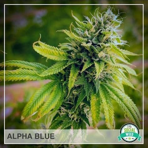 Alpha Blue Hybrid The Social Weed