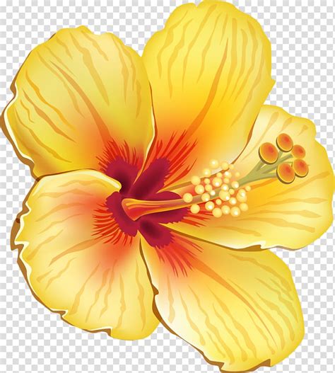 Yellow Hibiscus Flower Illustration Hawaiian Hibiscus
