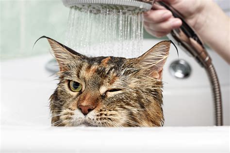 猫をお風呂に入れたい！覚えておきたい猫の正しい入浴方法 ペットニュースストレージペット保険のペットandファミリー損保