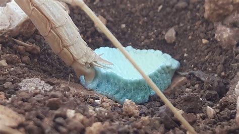 Praying Mantis Lays Eggs Youtube