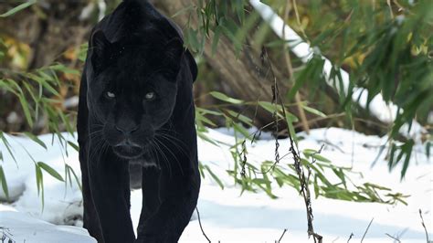 4k Wallpaper Jaguar Black Panther Animal Wallpaper Hd