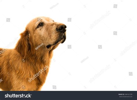 Isolated Old Golden Retriever Dogsick Dogdirty Dog Stock