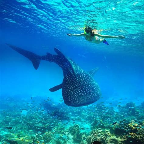 セブ島 観光 一度は行ってみたい、人気おすすめの観光スポット26選！ おすすめ旅行を探すならトラベルブック travelbook swimming with whale