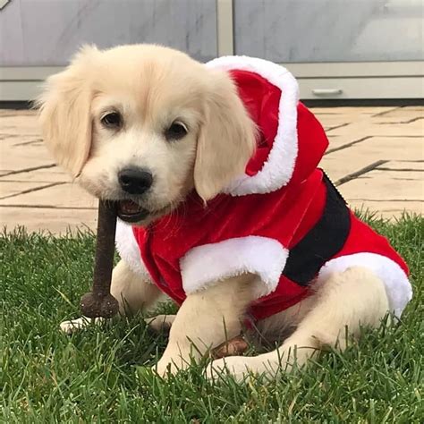 An adoption of a rescued golden retriever is a lifetime commitment to your new dog. Golden Retrievers ️ on Instagram: "Bit late but sooo cute ...