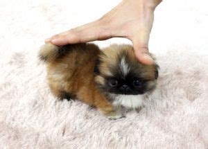 Pekingese puppies for sale your search returned the following puppies for sale. micro teacup pekingese!!! | Pekingese, Puppies