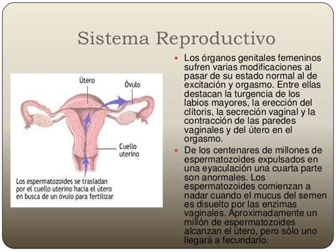 Principales Diferencias Entre El Aparato Reproductor Femenino Y