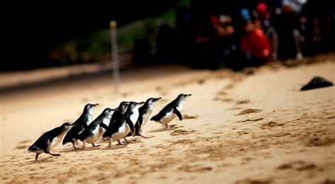 Phillip Island Penguin Parade Phillip Island Day Tours