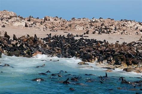 Dyer Island Western Cape South Africa Top Tips Before You Go