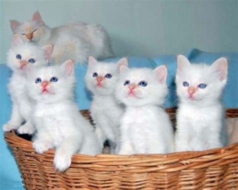 White Cats Kittens Whiskers