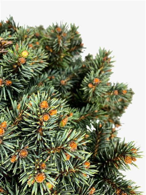 Dwarf Blue Pearl Colorado Spruce Trees For Sale The Tree