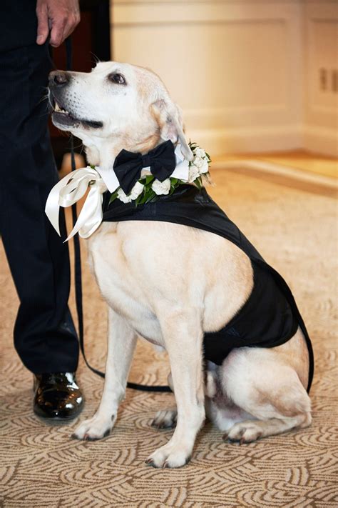 Flower Girls And Ring Bearers Photos Dog Ring Bearer With Outfit