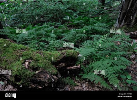 Balsam Fir Trees Hi Res Stock Photography And Images Alamy