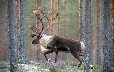 Barren Ground Caribou Is A Subspecies Of The Reindeer Hd Wallpaper