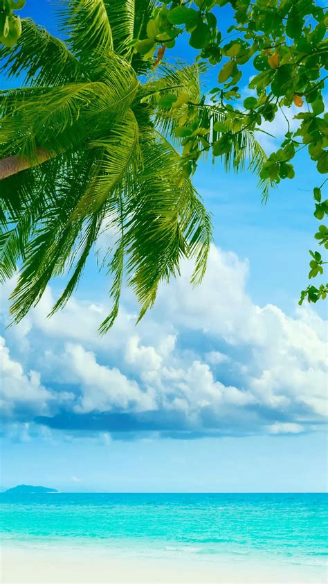 Free Download Tropical Beach Coconut Tree Best Htc One Wallpapers