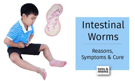 Intestinal Worms Reasons Symptoms And Cure