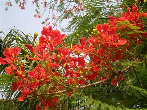 The seeds are rather large and. Delonix regia - Gulmohar