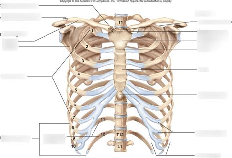 Thoracic Cage Ribs And The Sternum Diagram Quizlet