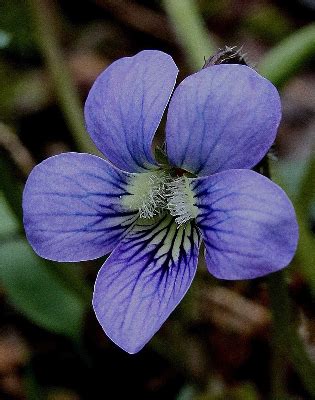 The state flower of new jersey was originally designated as such by a resolution of the legislature in 1913. Viola Sororia, the common violet. State flower of New ...