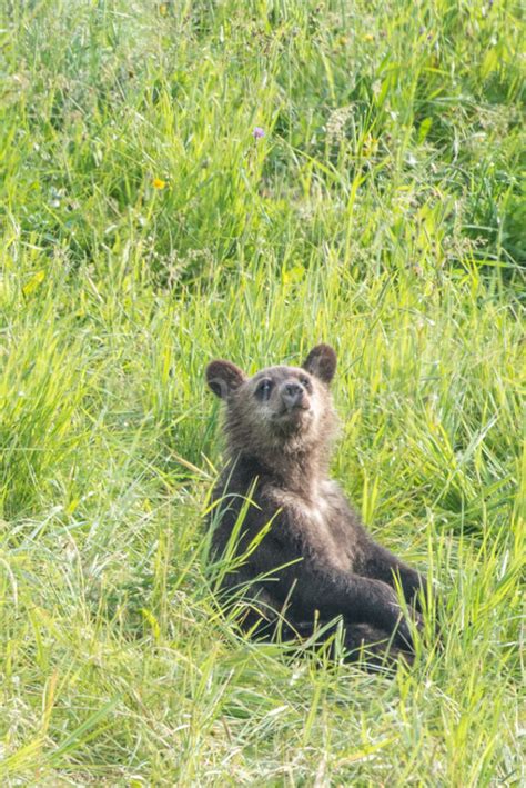 Grizzly Cub Sitting Grass Tom Murphy Photography