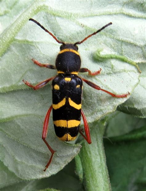 Gwdihw 2011 Wasp Beetle