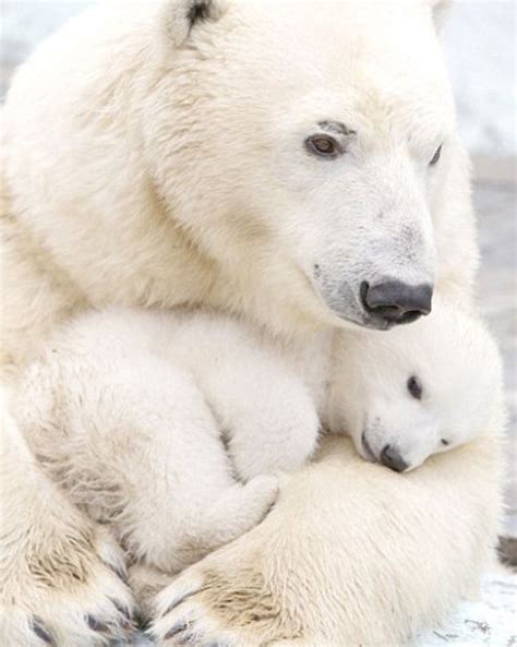 Wow The Polar Bear Mom Is Sooo Beautiful Polar Bear Cute Animals