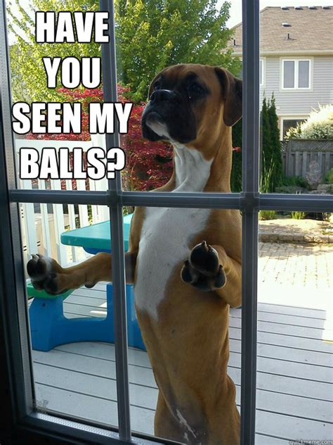 Have You Seen My Balls Proselytizing Dog Quickmeme