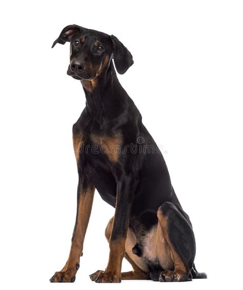 Doberman Pinscher Puppy Sitting 6 Months Old Stock Image Image Of
